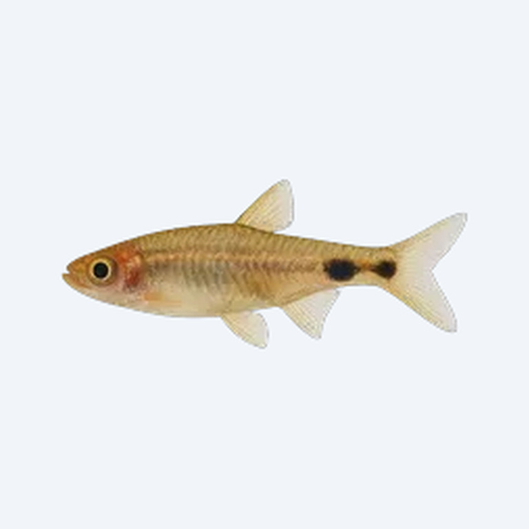 Eyespot Rasbora (Rasbora sp.) in a planted freshwater aquarium