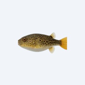 Fahaka Puffer (Tetraodon lineatus) in a planted freshwater aquarium