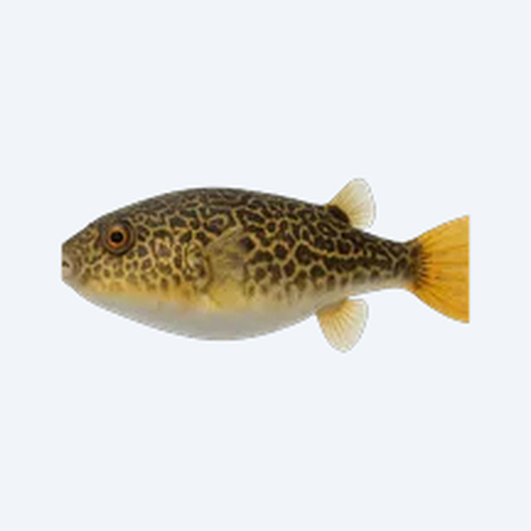Fahaka Puffer (Tetraodon lineatus) in a planted freshwater aquarium