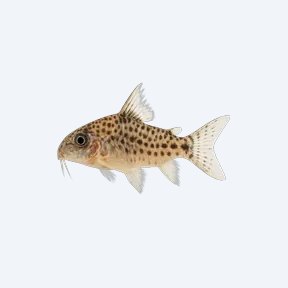 Fairy Cory (Corydoras sp.) in a planted freshwater aquarium