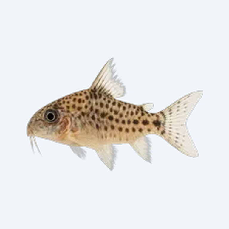 Fairy Cory (Corydoras sp.) in a freshwater aquarium
