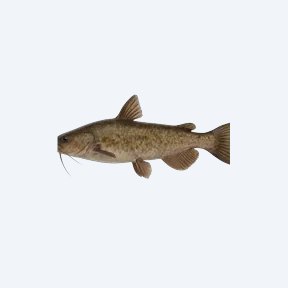 False Network Catfish (Siluriformes sp.) in a planted freshwater aquarium