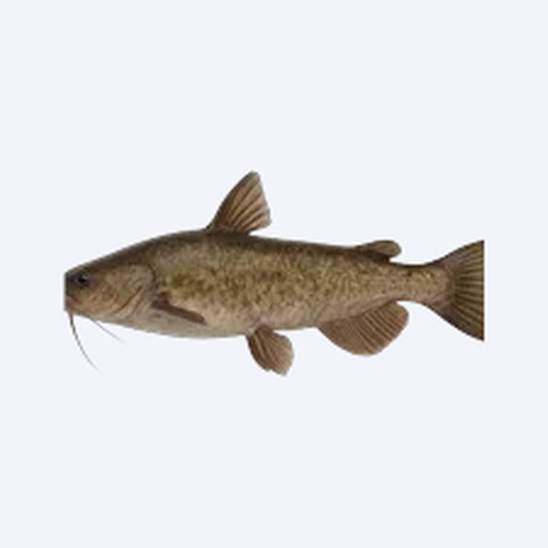 False Network Catfish (Siluriformes sp.) in a freshwater aquarium