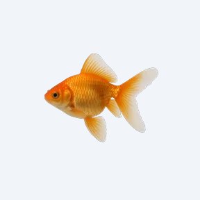 Fantail Goldfish (fancy) (Carassius auratus) in a planted freshwater aquarium