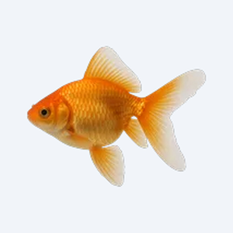 Fantail Goldfish (fancy) (Carassius auratus) in a planted freshwater aquarium