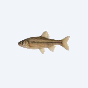 Fathead Minnow (Pimephales promelas) in a planted freshwater aquarium