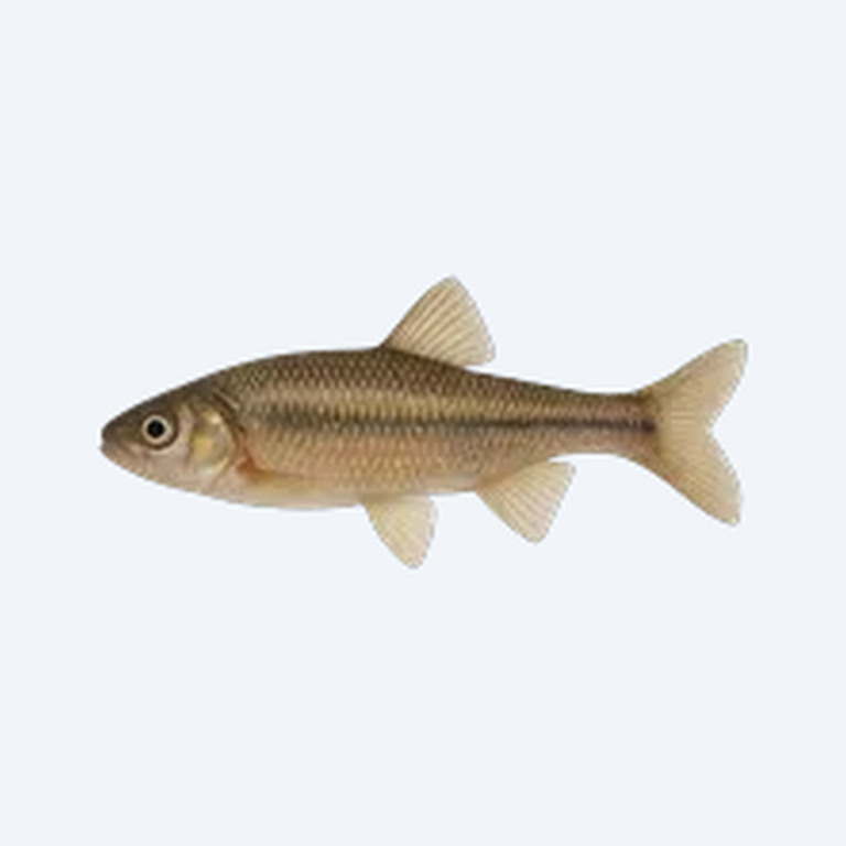 Fathead Minnow (Pimephales promelas) in a freshwater aquarium