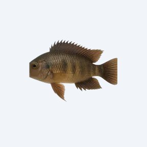 Featherfin Cichlid (Cichlidae sp.) in a planted freshwater aquarium