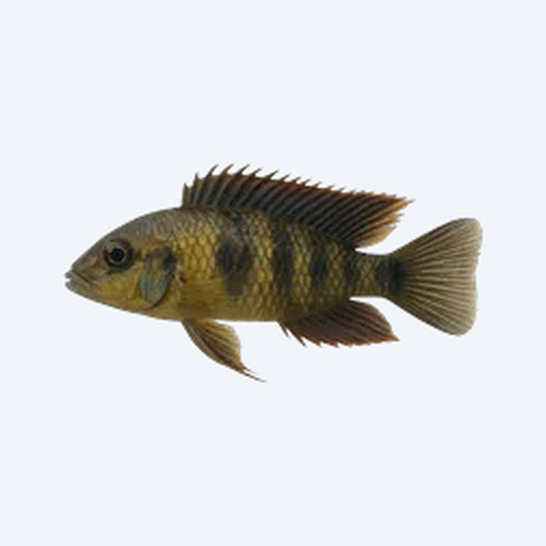 Featherfin Cichlid (Cichlidae sp.) in a freshwater aquarium