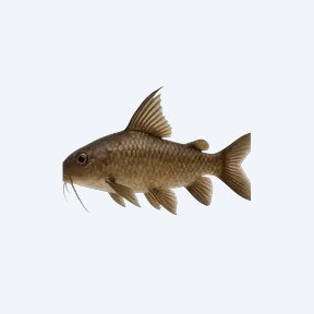 Featherfin Squeaker (Siluriformes sp.) in a planted freshwater aquarium