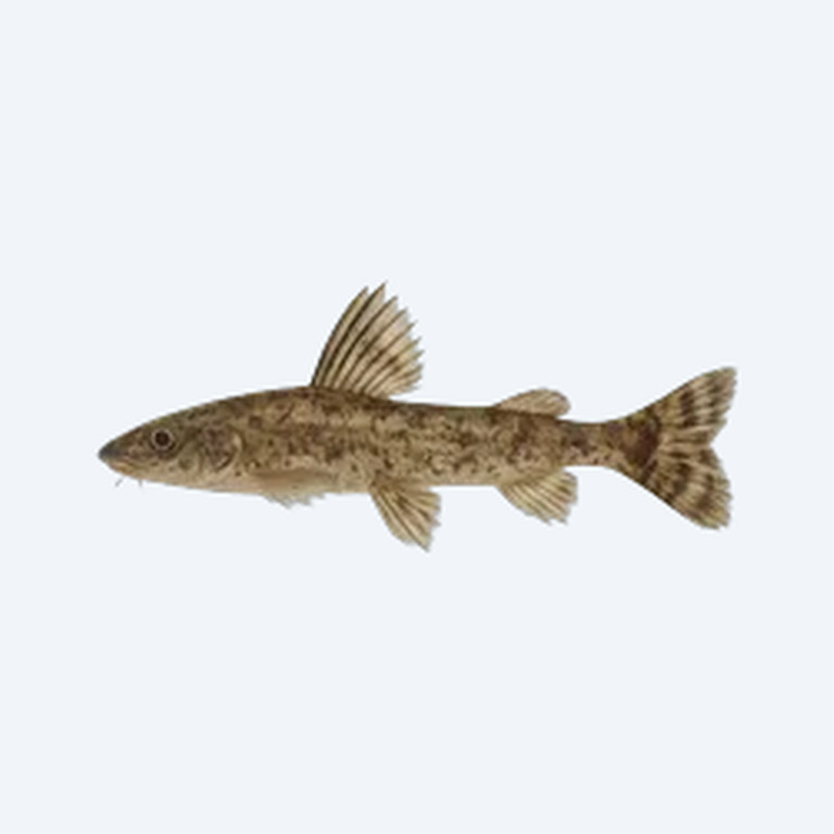Featherfin Squeaker (Siluriformes sp.) in a freshwater aquarium
