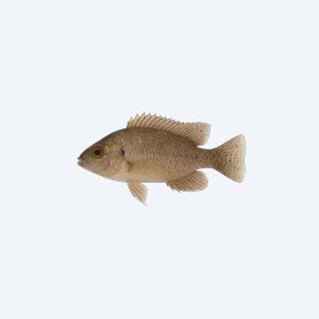 Festae Cichlid (Cichlasoma festae) in a planted freshwater aquarium