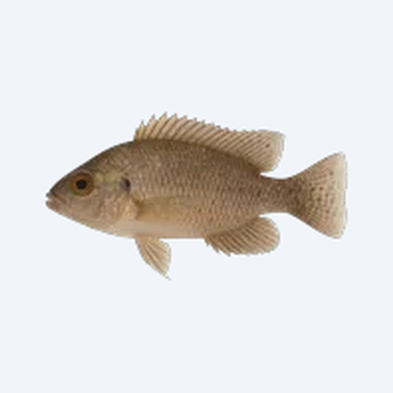 Festae Cichlid (Cichlasoma festae) in a freshwater aquarium