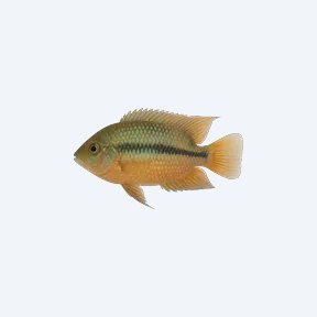 Festivum Cichlid (Mesonauta festivus) in a planted freshwater aquarium