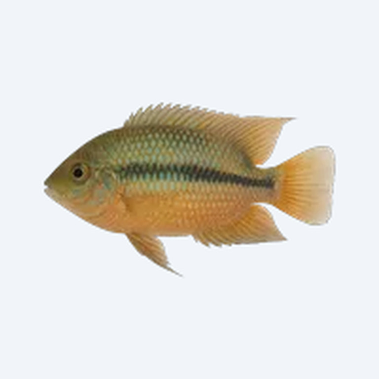 Festivum Cichlid (Mesonauta festivus) in a freshwater aquarium