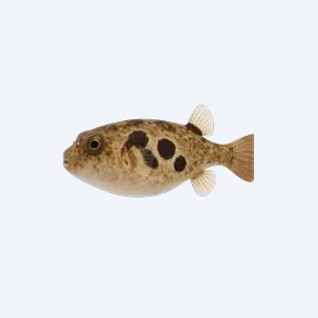Figure Eight Puffer (Dichotomyctere ocellatus) in a planted freshwater aquarium