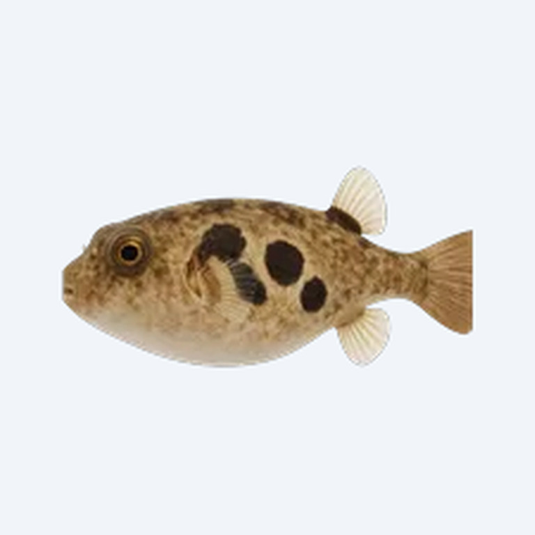 Figure Eight Puffer (Dichotomyctere ocellatus) in a planted freshwater aquarium