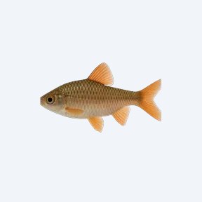 Filament Barb (Cyprinidae sp.) in a planted freshwater aquarium