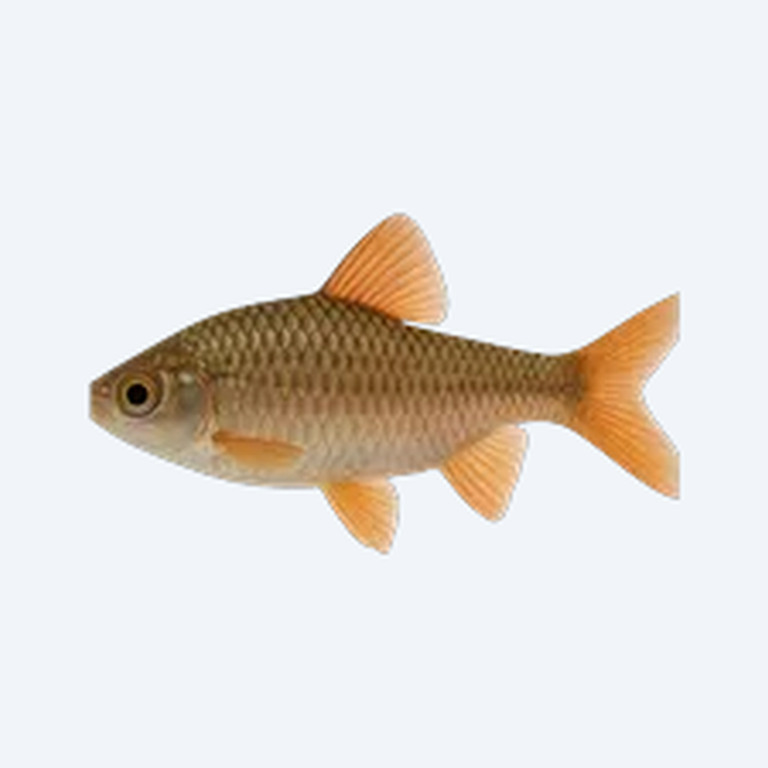 Filament Barb (Cyprinidae sp.) in a freshwater aquarium