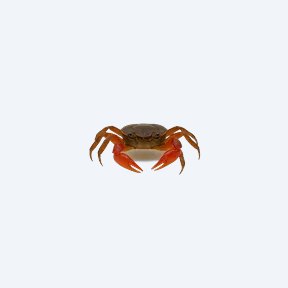 Fire Crab (Geosesarma sp.) in a planted freshwater aquarium