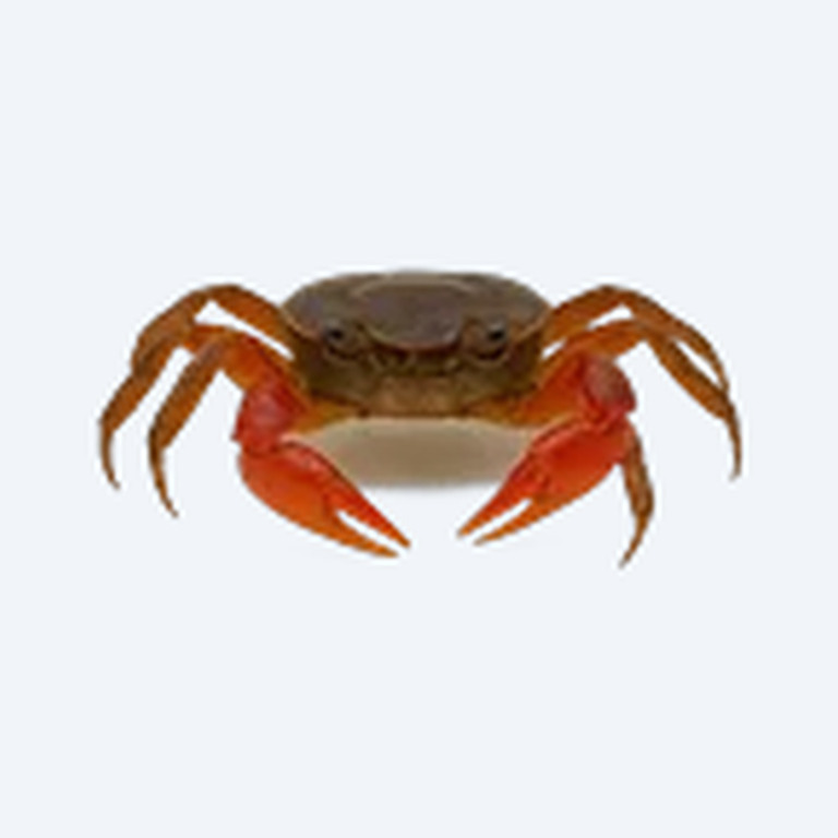 Fire Crab (Geosesarma sp.) in a freshwater aquarium