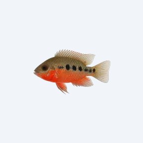 Firemouth Cichlid (Thorichthys meeki) in a planted freshwater aquarium