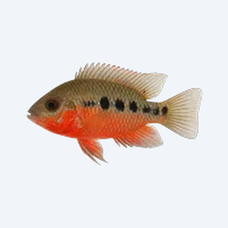 Firemouth Cichlid (Thorichthys meeki) in a planted freshwater aquarium