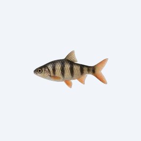 Five-banded Barb (Desmopuntius hexazona) in a planted freshwater aquarium