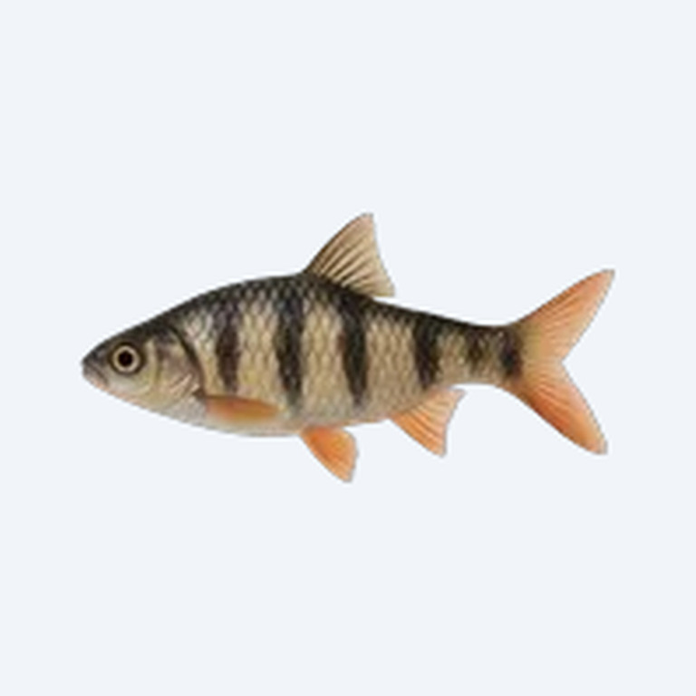 Five-banded Barb (Desmopuntius hexazona) in a freshwater aquarium