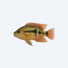 Flag Cichlid (Cichlidae sp.) in a planted freshwater aquarium