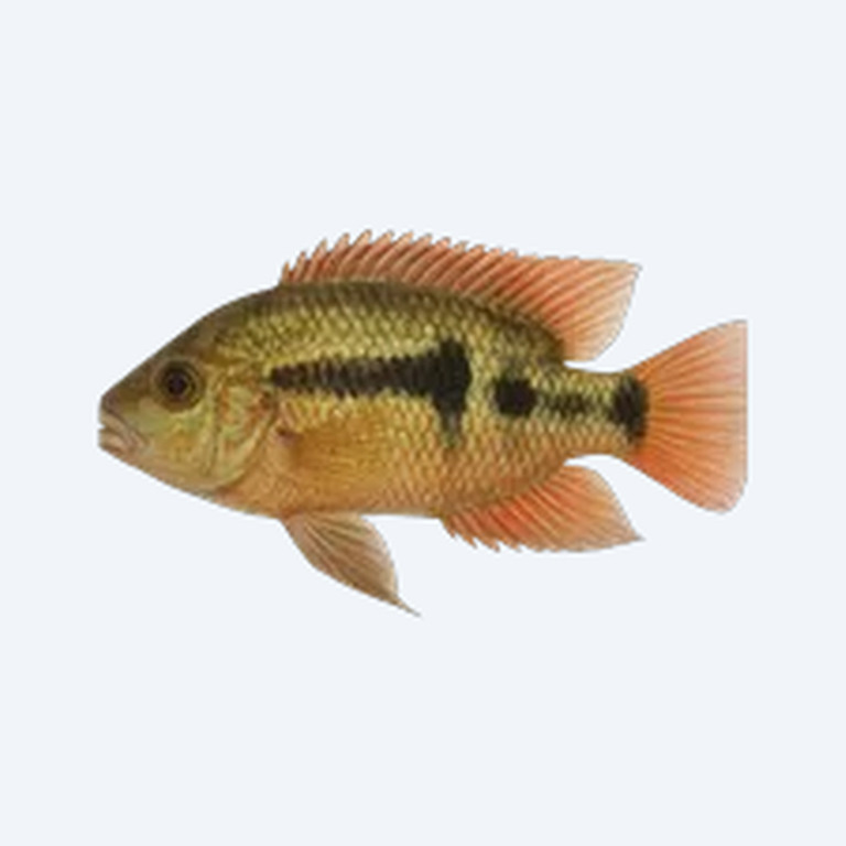 Flag Cichlid (Cichlidae sp.) in a freshwater aquarium