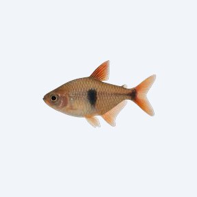 Flag Tetra (Characidae sp.) in a planted freshwater aquarium