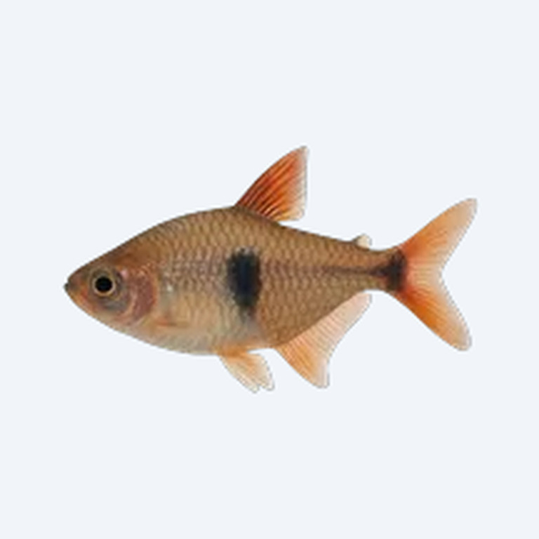 Flag Tetra (Characidae sp.) in a freshwater aquarium