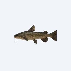 Flagtail Catfish (Siluriformes sp.) in a planted freshwater aquarium