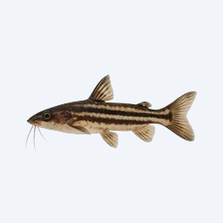 Flagtail Catfish (Siluriformes sp.) in a freshwater aquarium