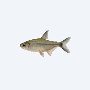 Flagtail Characin (Semaprochilodus taeniurus) in a planted freshwater aquarium