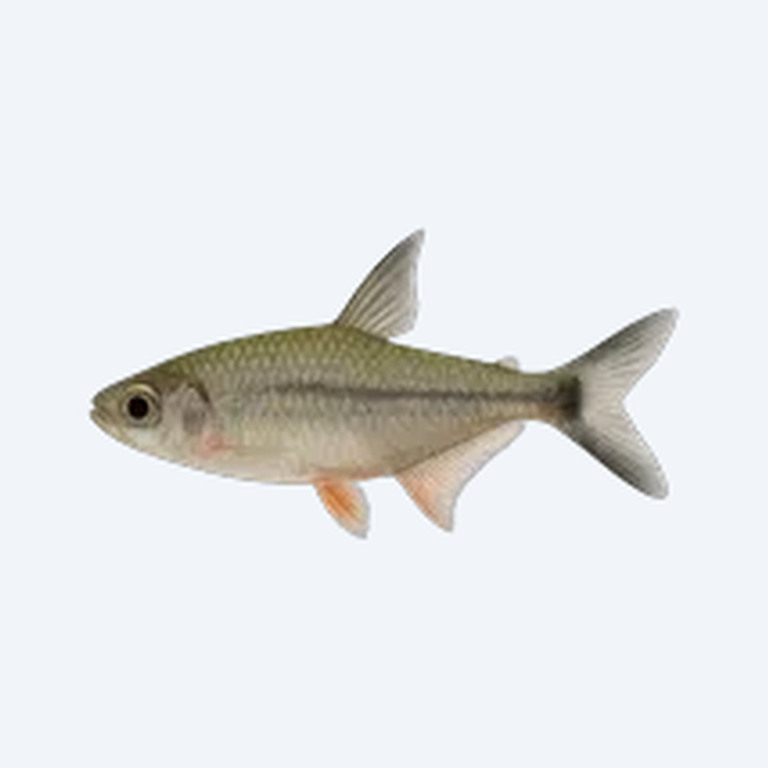Flagtail Characin (Semaprochilodus taeniurus) in a planted freshwater aquarium