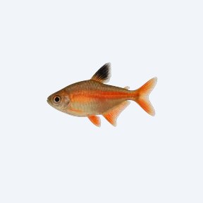 Flame Tetra (Characidae sp.) in a planted freshwater aquarium