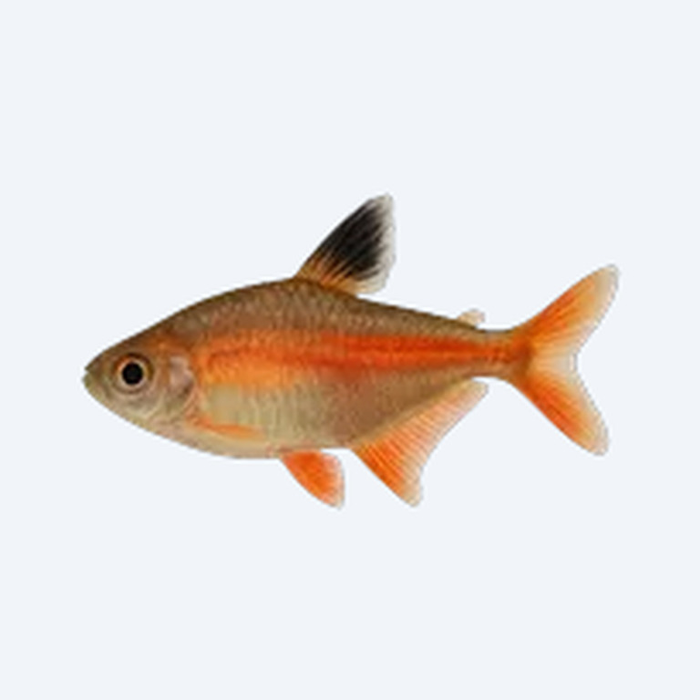Flame Tetra (Characidae sp.) in a freshwater aquarium