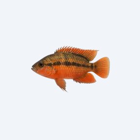 Flameback Cichlid (Cichlidae sp.) in a planted freshwater aquarium