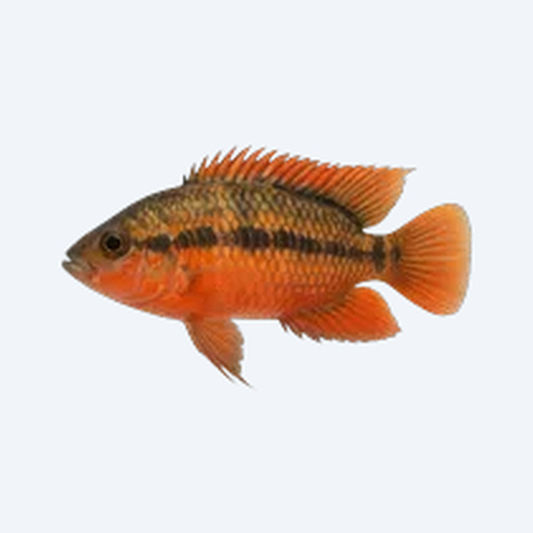 Flameback Cichlid (Cichlidae sp.) in a freshwater aquarium