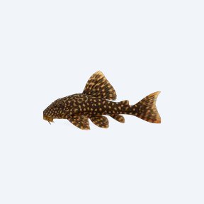 Flash Pleco (L204) (Panaqolus albivermis) in a planted freshwater aquarium