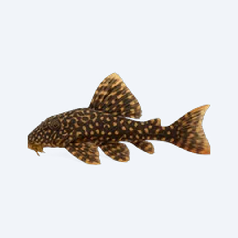 Flash Pleco (L204) (Panaqolus albivermis) in a freshwater aquarium
