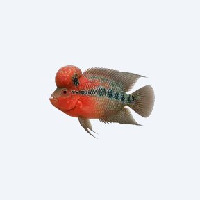 Flowerhorn Cichlid (Cichlidae sp.) in a planted freshwater aquarium