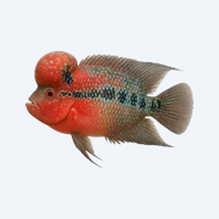 Flowerhorn Cichlid (Cichlidae sp.) in a planted freshwater aquarium