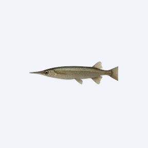 Forest Halfbeak (Hemirhamphidae sp.) in a planted freshwater aquarium
