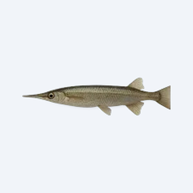 Forest Halfbeak (Hemirhamphidae sp.) in a planted freshwater aquarium