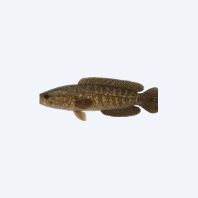Forest Snakehead (Channa lucius) in a planted freshwater aquarium
