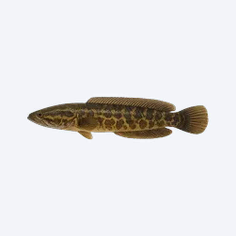 Forest Snakehead (Channa lucius) in a freshwater aquarium
