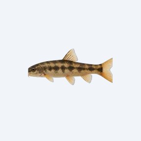 Fork-tailed Loach (Cobitoidea sp.) in a planted freshwater aquarium